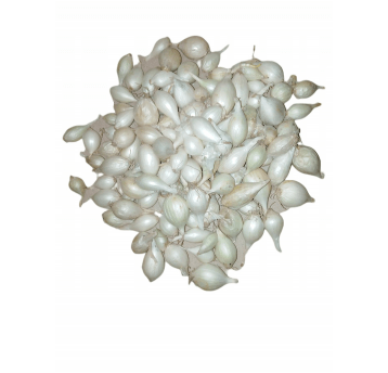 Cebula Dymka biała Alibaba 200g