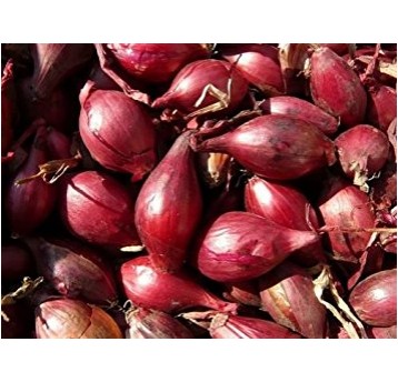 Cebula Dymka czerwona Scarlet 200g