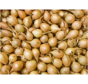 Cebula Dymka żółta sochaczewska III 250g