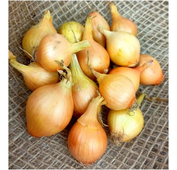 Cebula Szczypiorówka 1kg